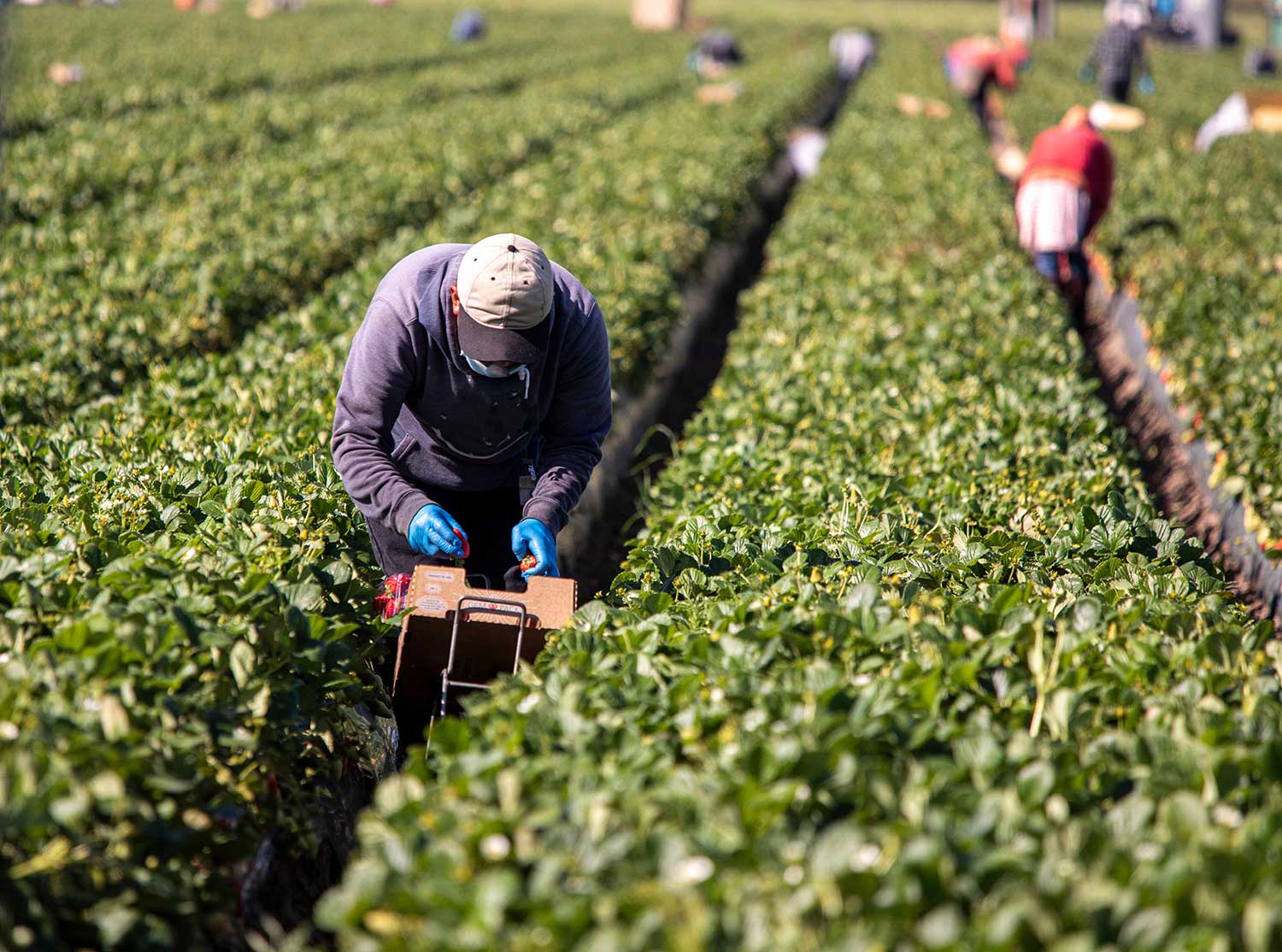 Male farm worker picking strawberries in a field