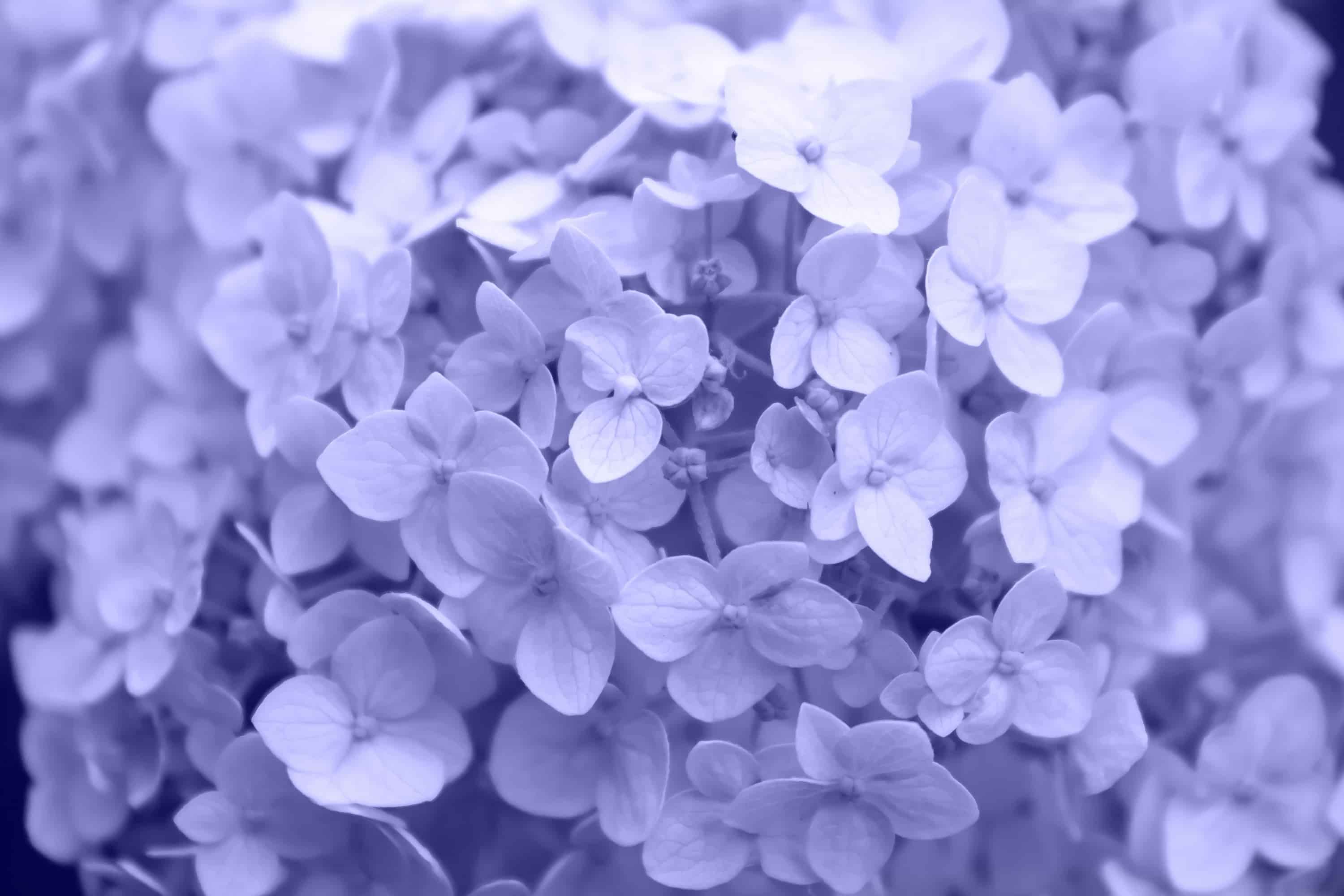 Hydrangea and color of the year 2022 from pantone.