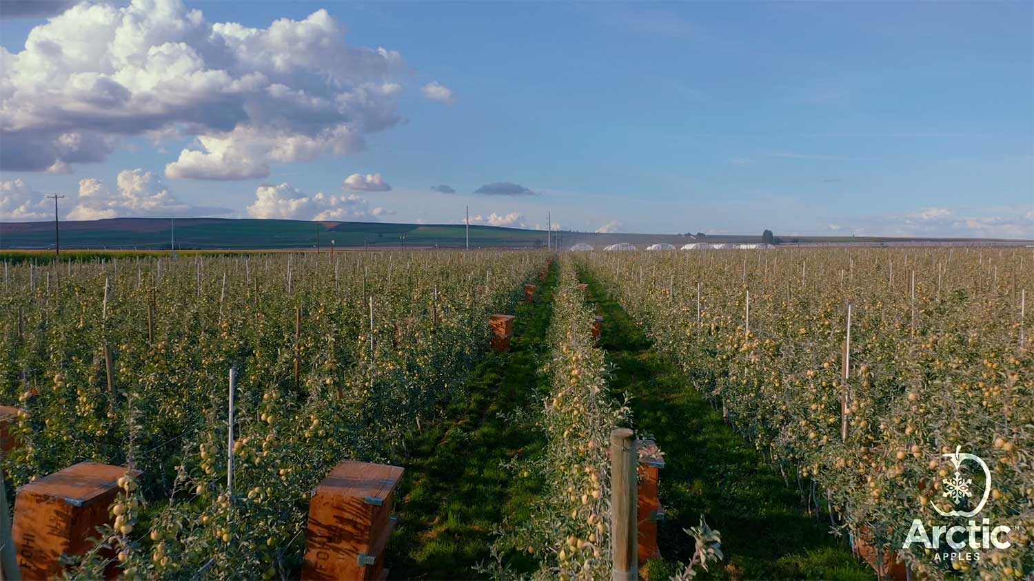 An apple orchard with numerous trees in orderly rows under a blue sky with clouds.